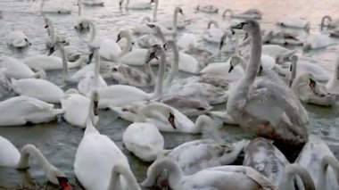 Büyük bir kuğu grubu.