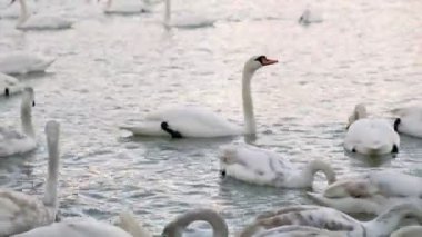 Büyük bir kuğu grubu.