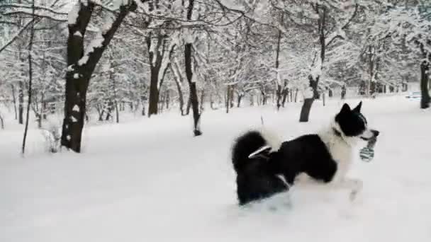 Hond in de winter in het park — Stockvideo