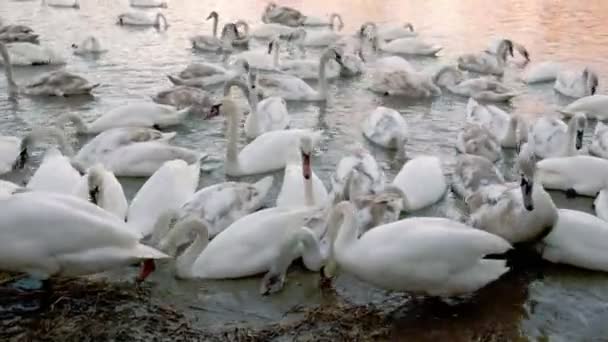 Un grupo de cisnes nada alrededor del río — Vídeo de stock