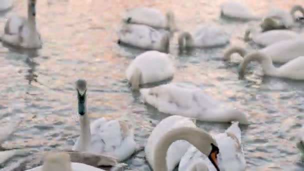 Een groep zwanen zwemt rond de rivier — Stockvideo