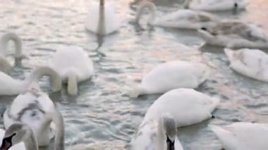 Bir grup kuğu nehrin etrafında yüzüyor.