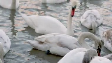 Nehirde büyük bir kuğu grubu