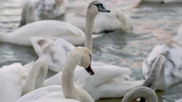 Большая группа лебедей на реке — стоковое видео