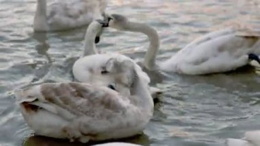 Birçok kuğu nehirde yüzer.