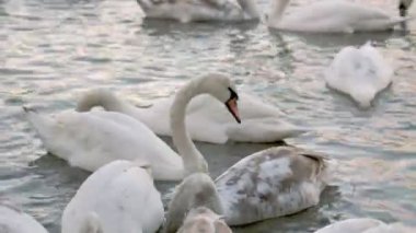 Birçok kuğu nehirde yüzer.