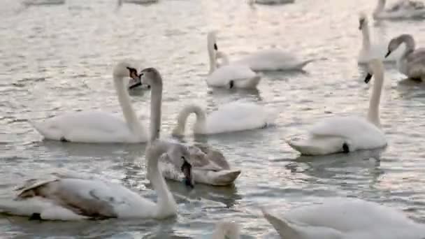 Een groep zwanen drijvend op de rivier — Stockvideo