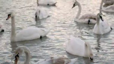 Bir grup kuğu nehirde yüzüyor.