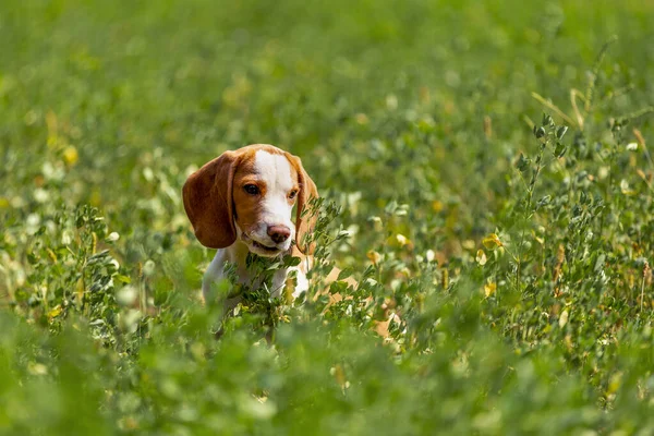 Chien beagle dans l'herbe — Photo