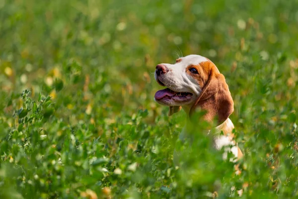 Cão beagle na grama — Fotografia de Stock