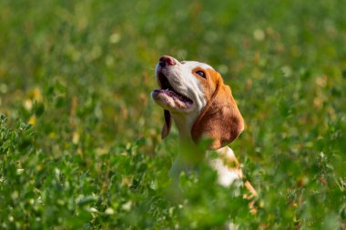 Otların arasındaki av köpeği.
