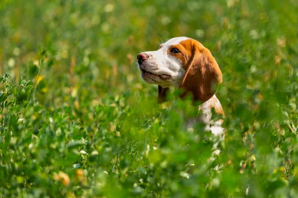 Chien beagle dans l'herbe — Photo