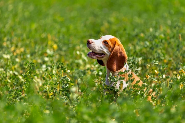Cão beagle na grama — Fotografia de Stock