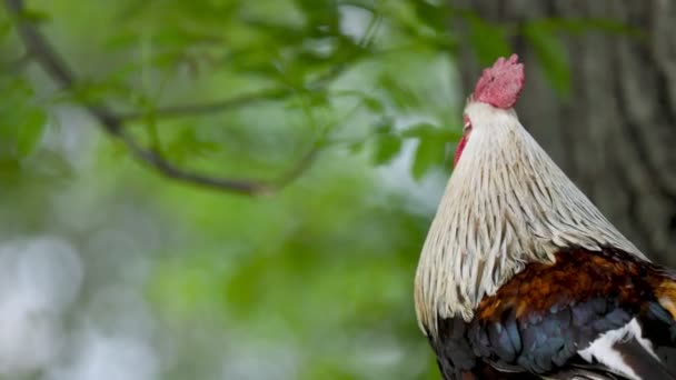 Close-up portrait of a rooster — Stock Video