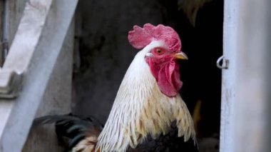 Bir horozun yakın plan portresi