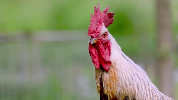 Retrato de primer plano de un gallo — Vídeos de Stock