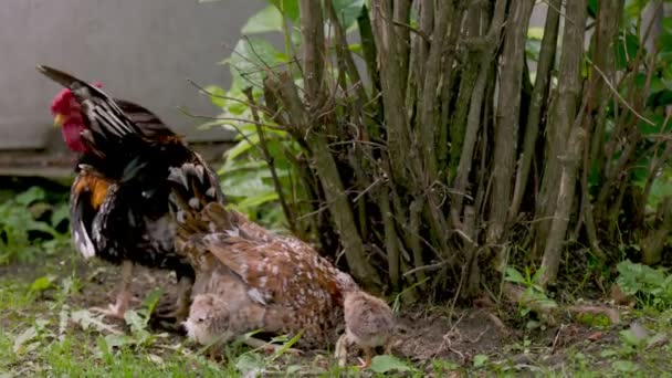 Una familia de gallinas de gallo y tres gallinas — Vídeos de Stock