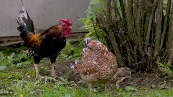 Una familia de gallinas de gallo y tres gallinas — Vídeos de Stock