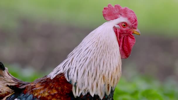 Retrato de close-up de um galo — Vídeo de Stock