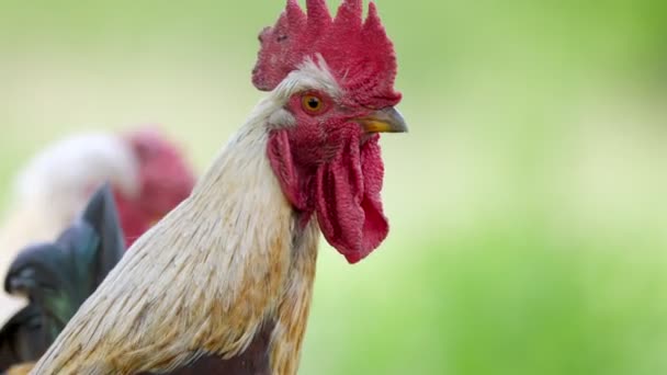 Retrato de primer plano de un gallo — Vídeos de Stock