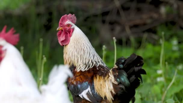 雄鶏のクローズアップ肖像画です — ストック動画