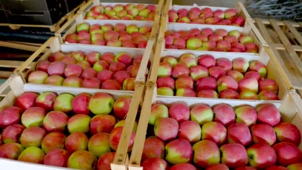 Muchas cajas de manzanas — Vídeos de Stock