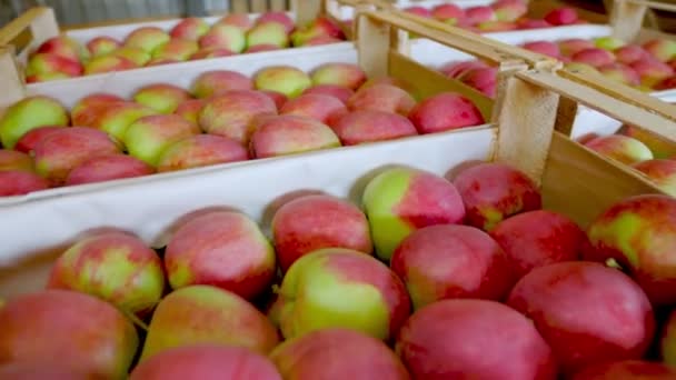 Muchas cajas de manzanas — Vídeos de Stock