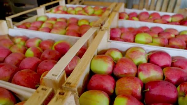 Muchas cajas de manzanas — Vídeos de Stock