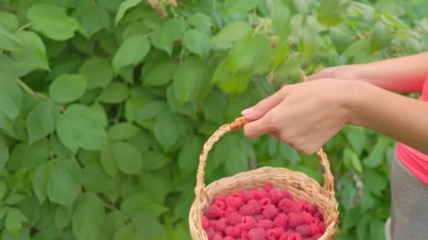 Mujer recogiendo frambuesas — Vídeo de stock