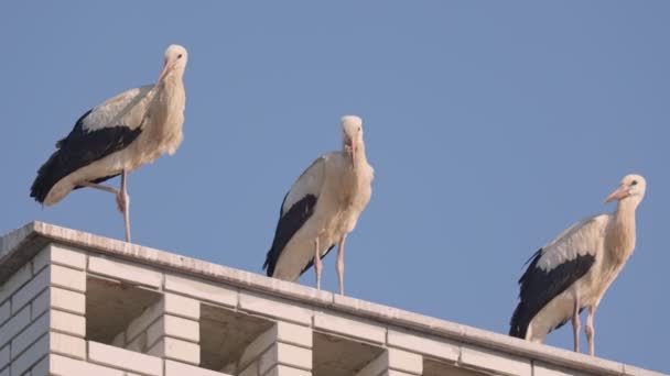 Τρεις γερανοί μας κόστισαν την καμινάδα — Αρχείο Βίντεο