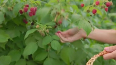 Ahududu toplayan kadın