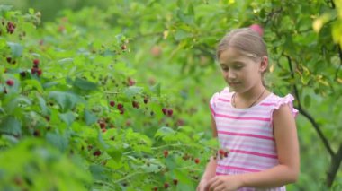 Kız ahududu topluyor.