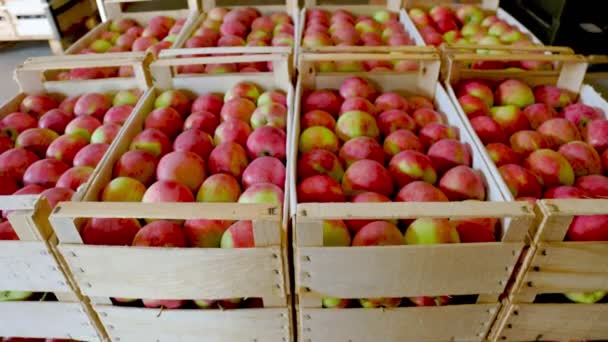 Muchas cajas de manzanas — Vídeos de Stock