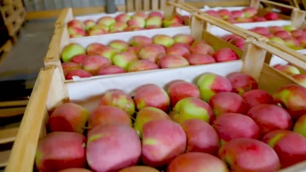 Äpplen i lådor — Stockvideo