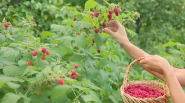 Kadın ahududu topluyor.