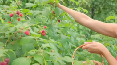 Kadın ahududu topluyor.