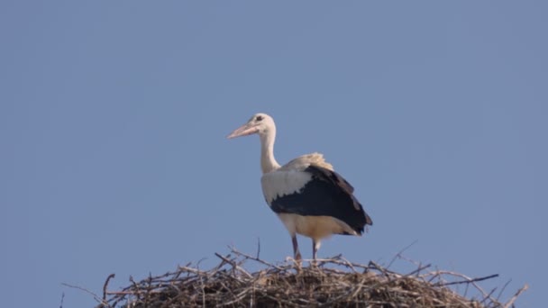 Una grúa está en el nido — Vídeos de Stock