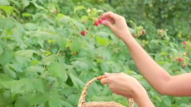 Kadın ahududu topluyor.