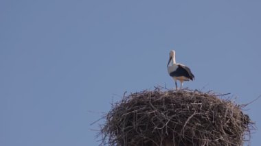 Bir vinç yuvada duruyor.