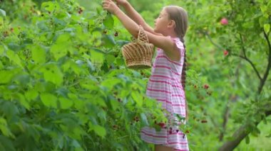 Kız ahududu topluyor.