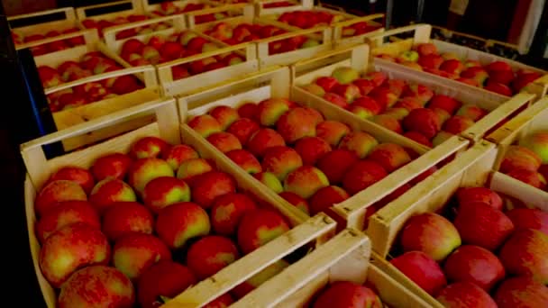 Manzanas en cajas — Vídeos de Stock