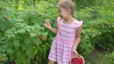 Kız ahududu topluyor.