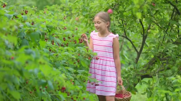 Girl picks raspberries — Stock Video