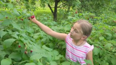 Kız ahududu topluyor.