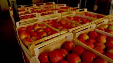 kırmızı elmalar kutularda