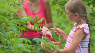 Annesi olan kız ahududu topluyor.
