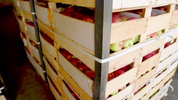 Червоні яблука в коробках — стокове відео