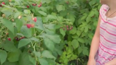 Kız sepette ahududu topluyor.