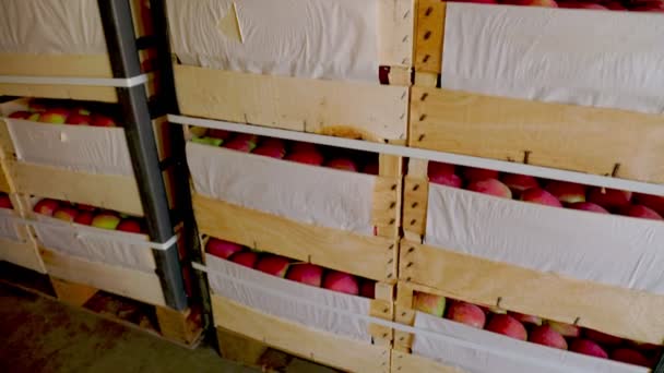 Manzanas rojas en cajas — Vídeo de stock