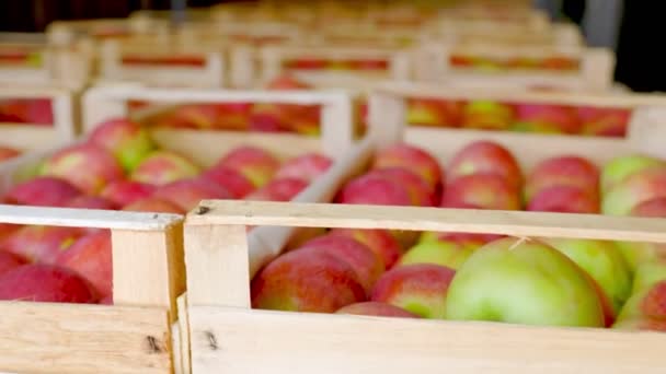 Boîtes avec pommes gros plan — Video